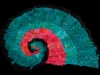 76 Teal Peach Nautilus
