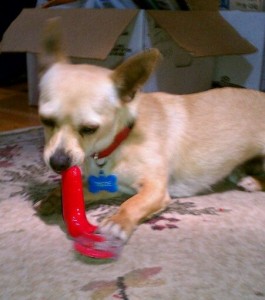 Wiley chewing the fabric cutter