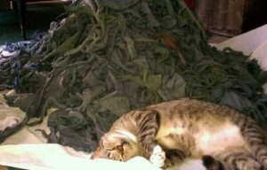 Gray Scrap, with sleeping cat