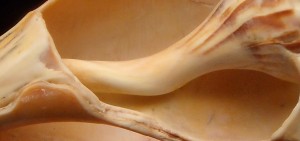 Natural Whelk shell