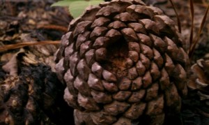 Pine cone base