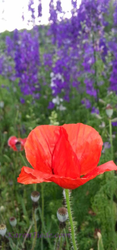 May poppy & lupine, from the NC DOT Highway Wildflowers program.