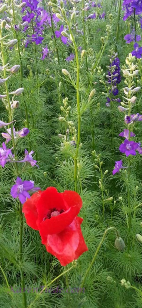 Poppy with Lupines