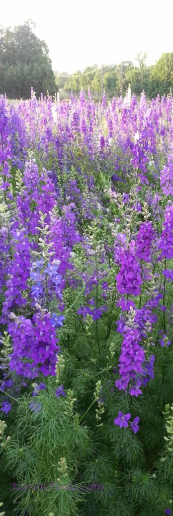 Lupines