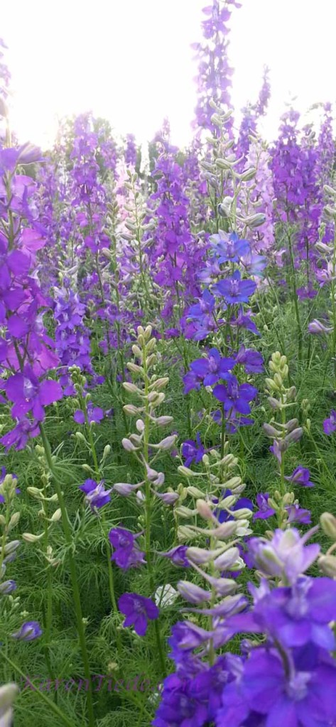 Lupines (mostly purple, one blue)