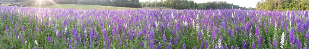 Lupine field