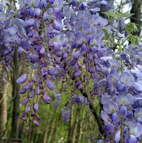 Wisteria growing wild along the railroad track.