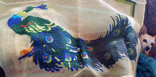 Unfinished needlepoint peacock, on rug canvas, with Chihuahua.
