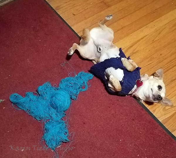 My Chihuahua thought the lace yarn made a delightful toy.